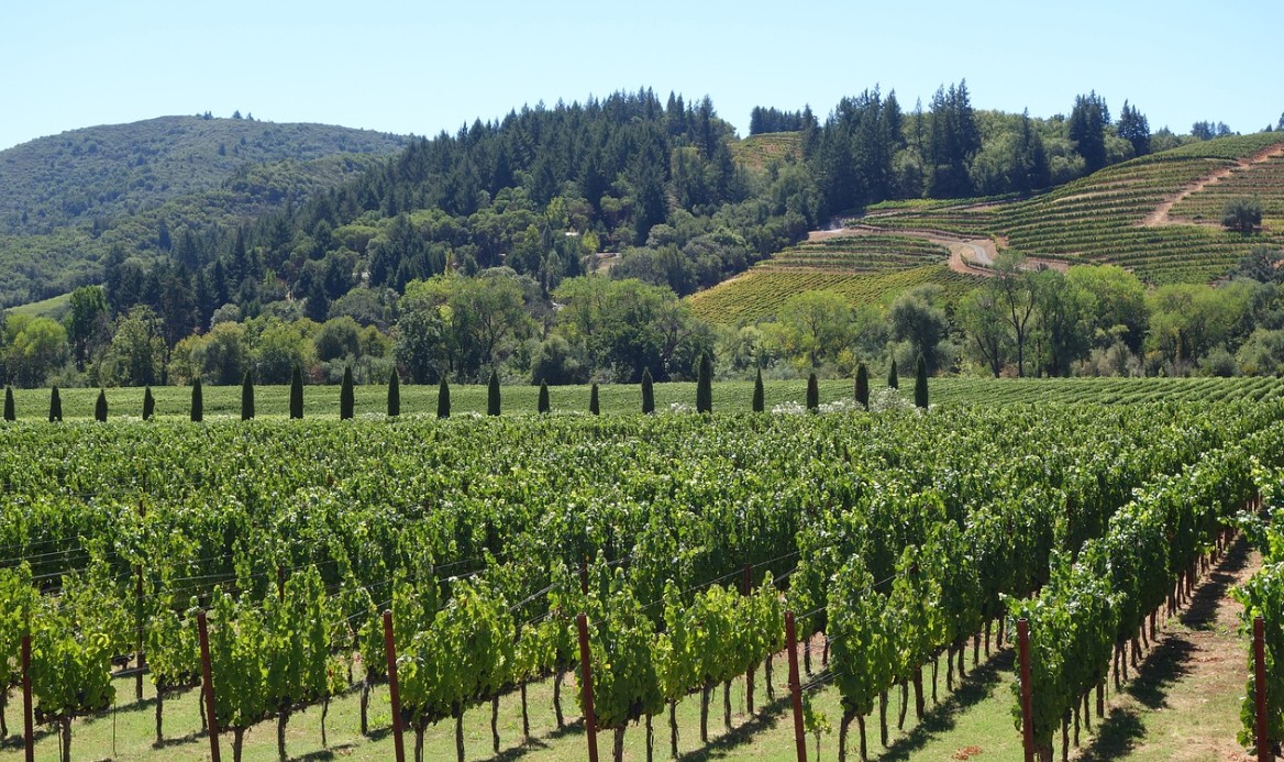 Κατανομή αδειών για νέες φυτεύσεις οινοποιήσιμων ποικιλιών